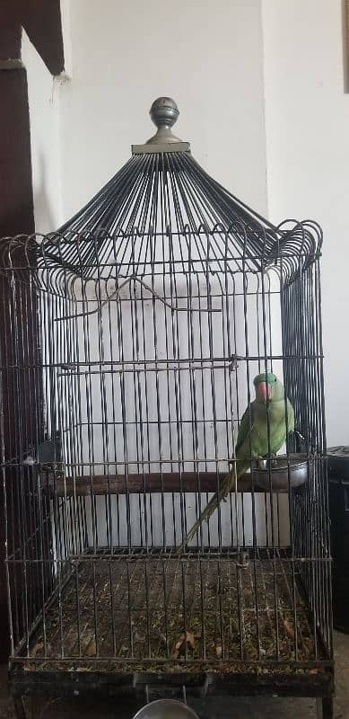 Ringneck pahari 7 months Kid with Cage 3