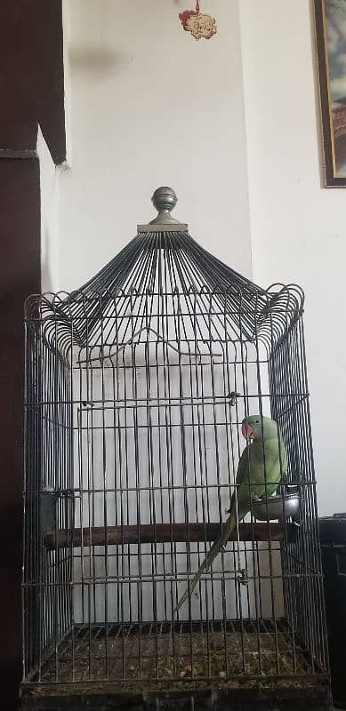 Ringneck pahari 7 months Kid with Cage 4