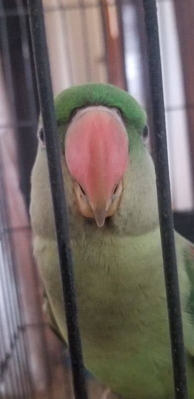 Ringneck pahari 7 months Kid with Cage 5