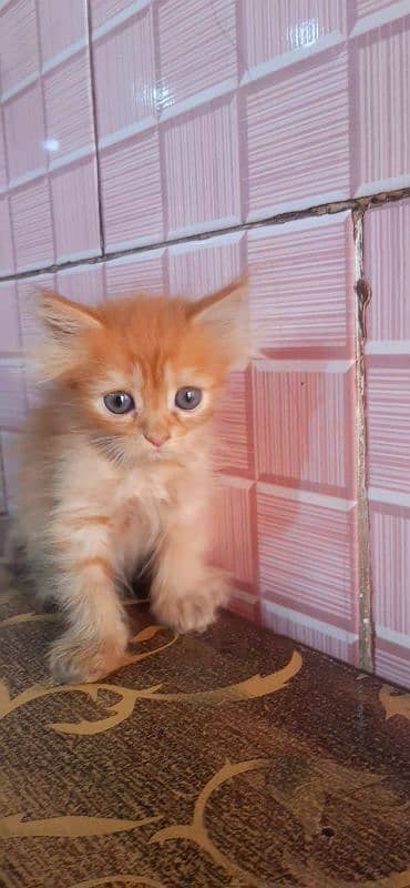 male cat baby 5