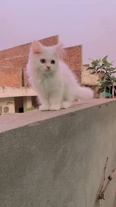 Persian White Kitten Female Triple Coated 0