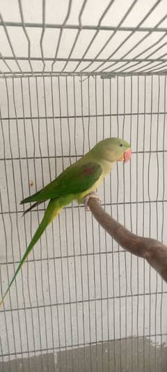 Raw parrots for sale