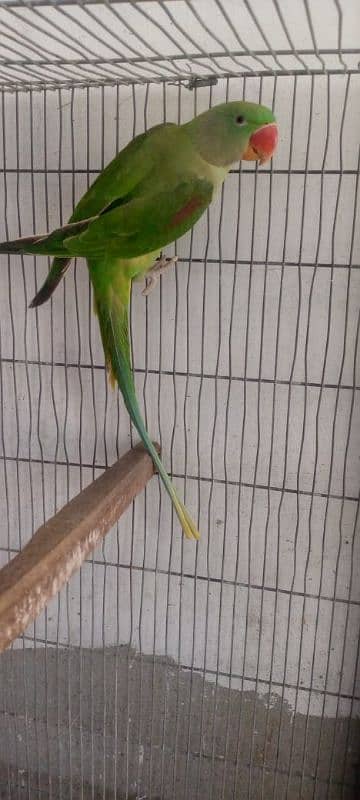 Raw parrots for sale 1