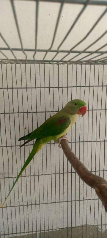 Raw parrots for sale 2