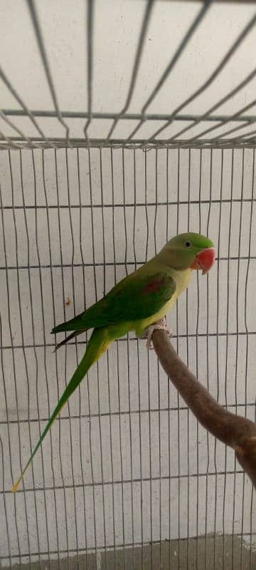 Raw parrots for sale 3