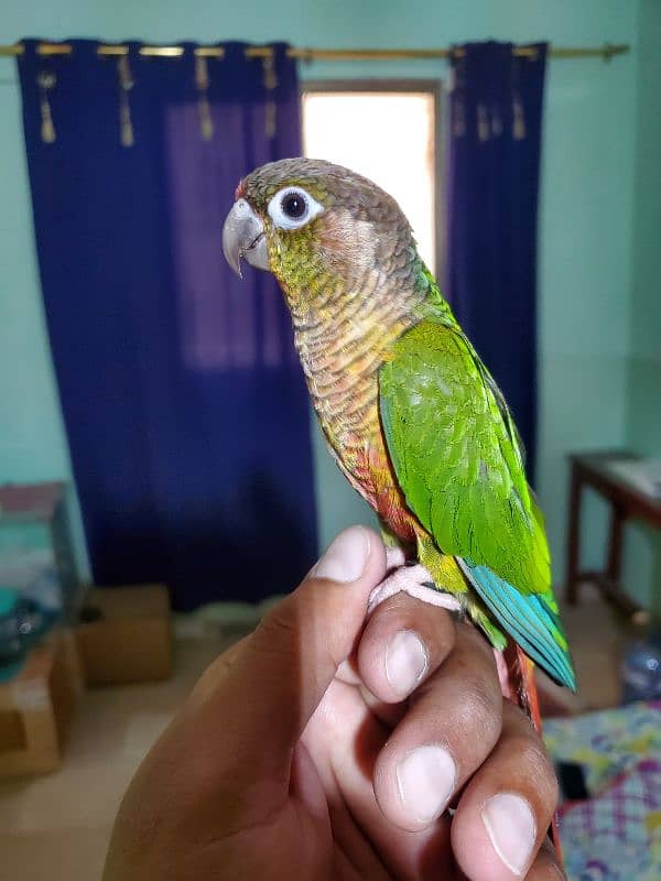 Sun conure/green cheek conure 14