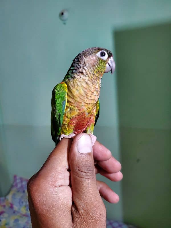 Sun conure/green cheek conure 6