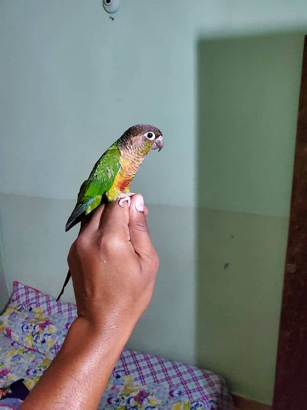 Sun conure/green cheek conure 7