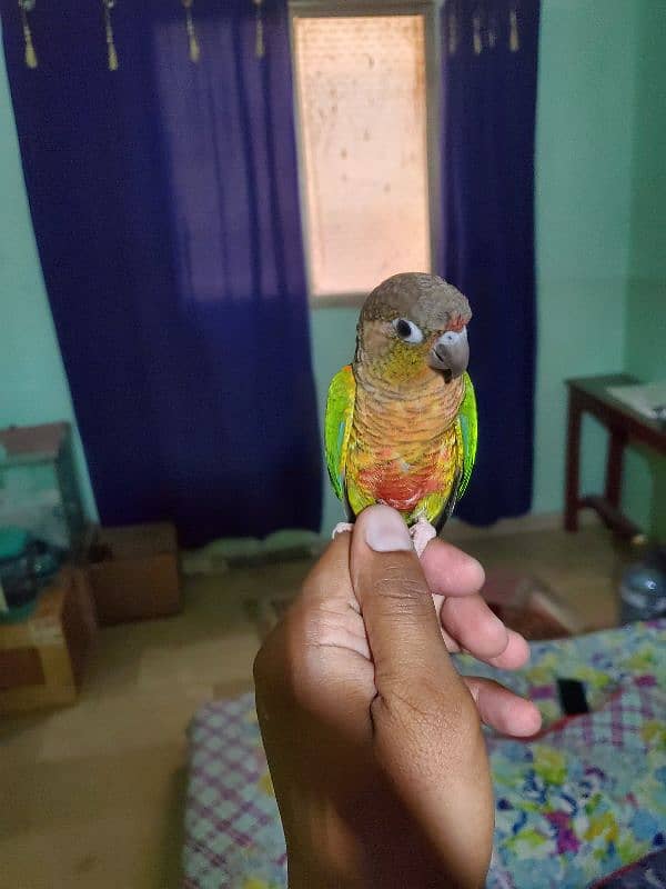 Sun conure/green cheek conure 8