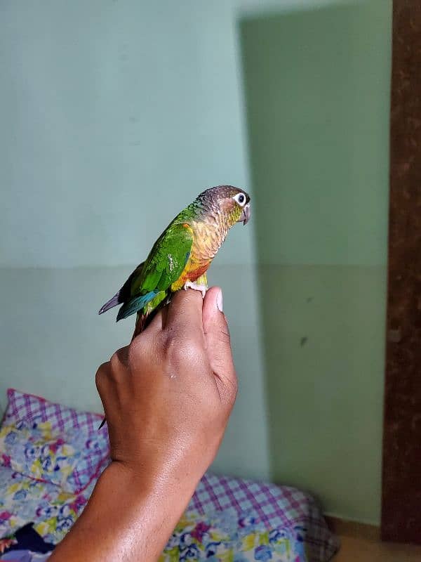 Sun conure/green cheek conure 9