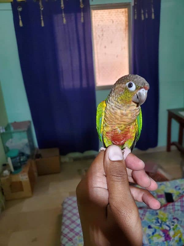 Sun conure/green cheek conure 10