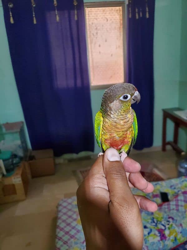 Sun conure/green cheek conure 11