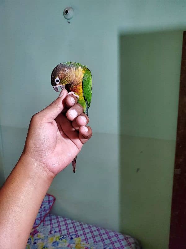 Sun conure/green cheek conure 12