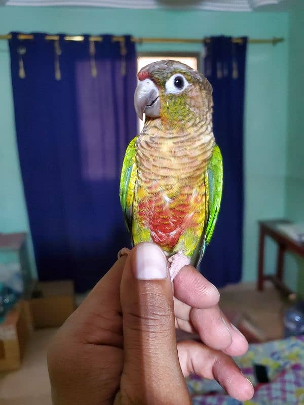 Sun conure/green cheek conure 5