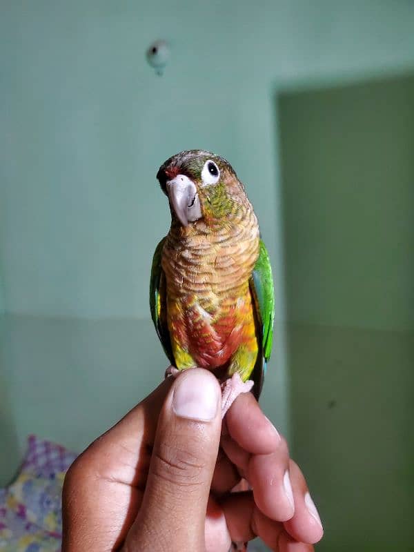 Sun conure/green cheek conure 13