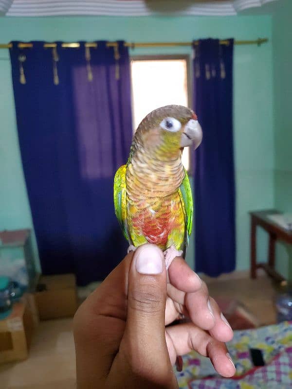 Sun conure/green cheek conure 15