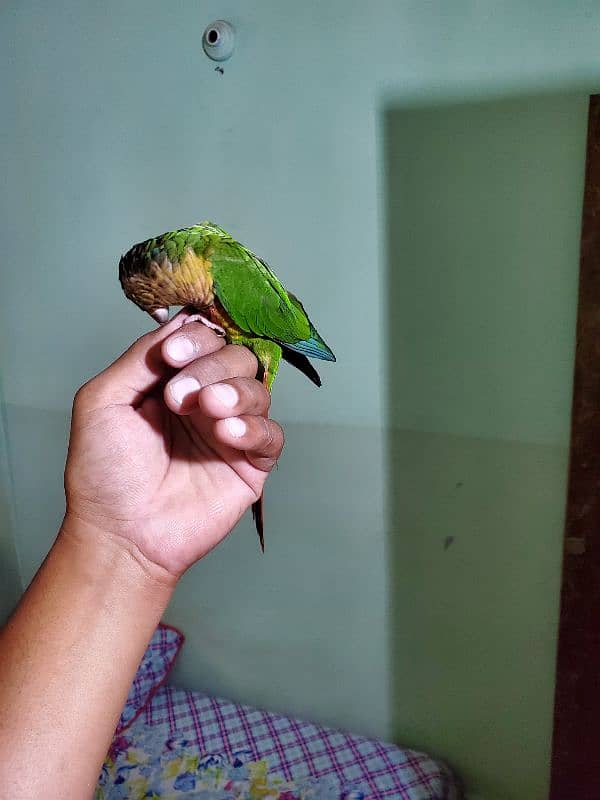 Sun conure/green cheek conure 16