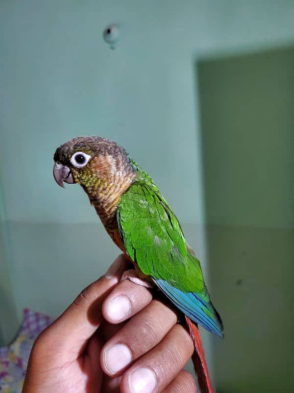 Sun conure/green cheek conure 17