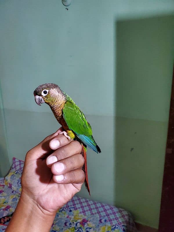 Sun conure/green cheek conure 18