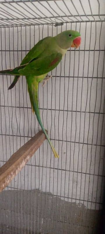 Raw parrots for sale 0