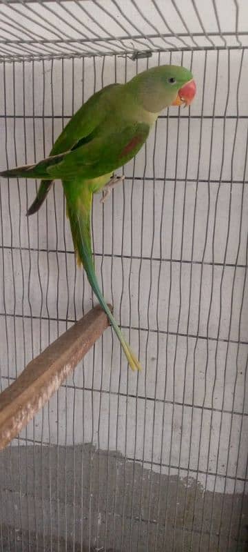 Raw parrots for sale 3