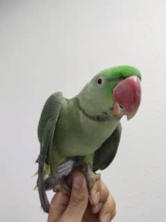 Raw Parrot , with cage for sale