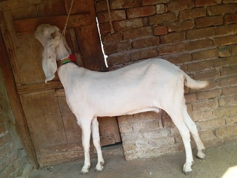 Beetal goat for sale 1