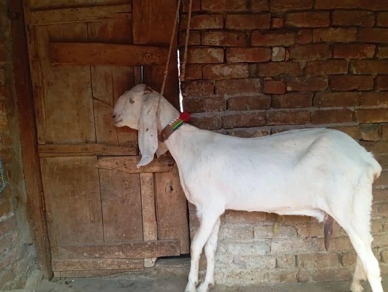 Beetal goat for sale 2