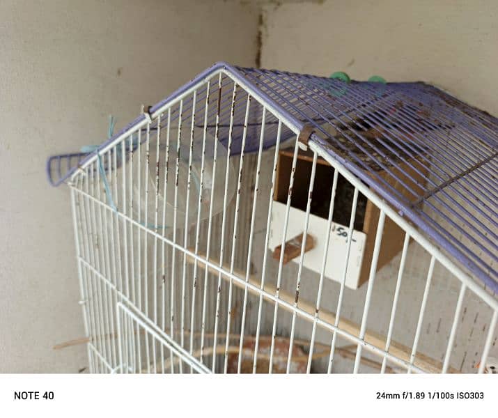 4 finches with cage 1