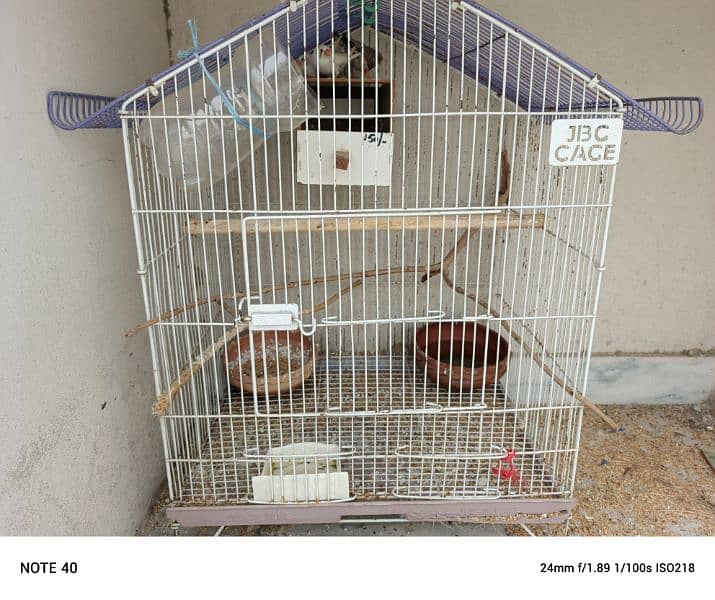 4 finches with cage 2