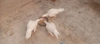 3 white Heera Female 03114580160