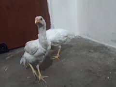 Pure Aseel Heera hens female