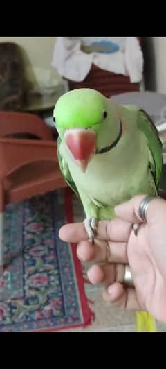 RAW ALEXANDER TALKATIVE MALE PARROT FOR SALE.