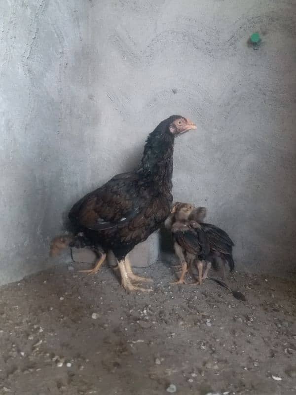 murgi 4 chicks 4