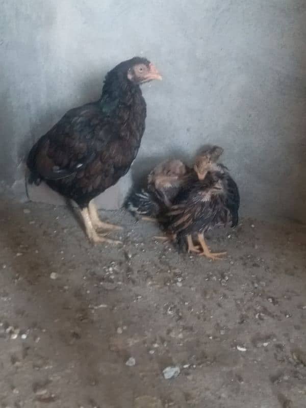 murgi 4 chicks 5