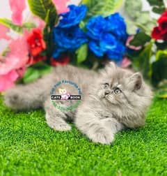 Persian Kitten Silver GRey piki bloodline triple coated Punch face