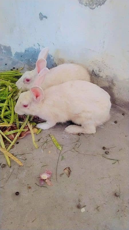 3 rabbits for sale 2 female 1 male خرگوش 0