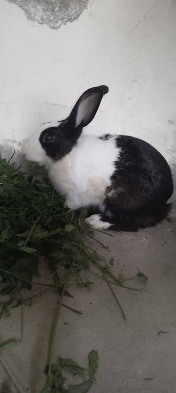 3 rabbits for sale 2 female 1 male خرگوش 1