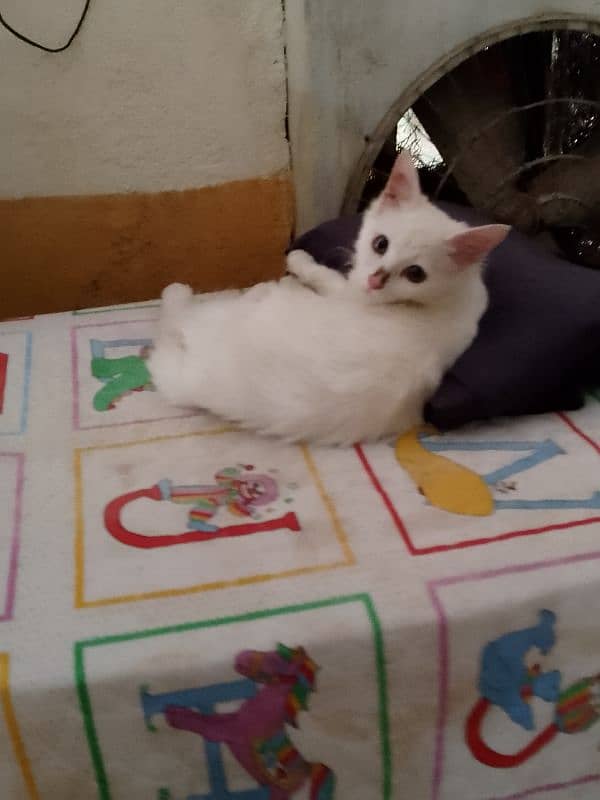 Persian Billi 1