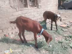 bakri | desi bakri | goat | desi goat | 2 female goats for sale