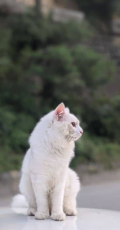 Persian cat vaccinated litter trained 0