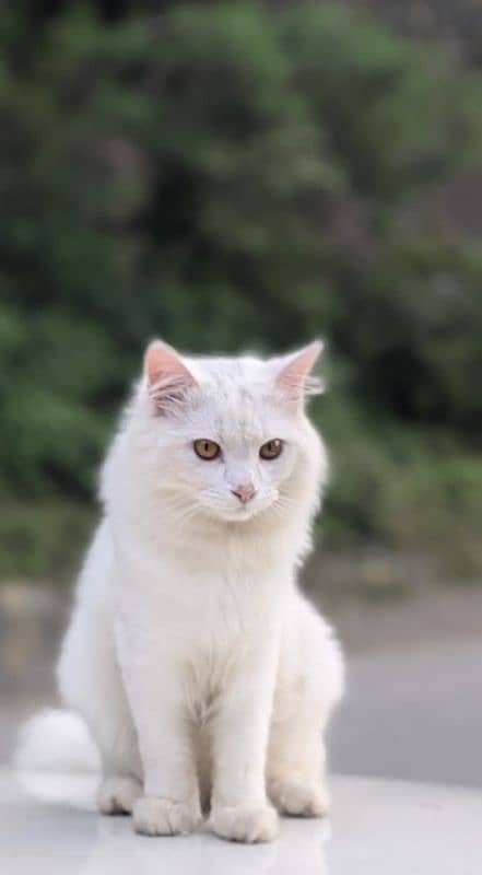 Persian cat vaccinated litter trained 1