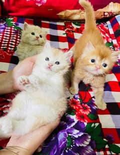 Pure Persian punch face kittens or cats available for sale or adoption 0