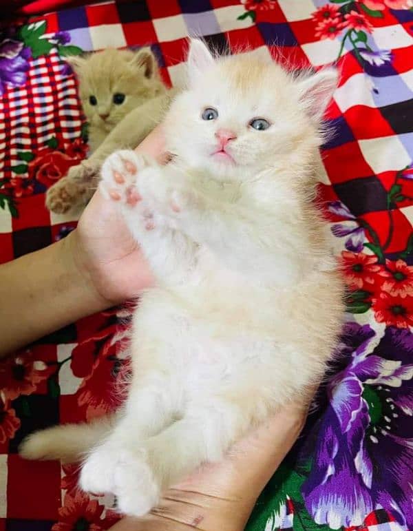 Pure Persian punch face kittens or cats available for sale or adoption 1