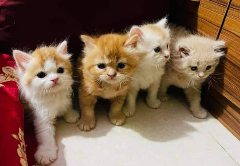 Pure Persian punch face kittens or cats available for sale or adoption 2