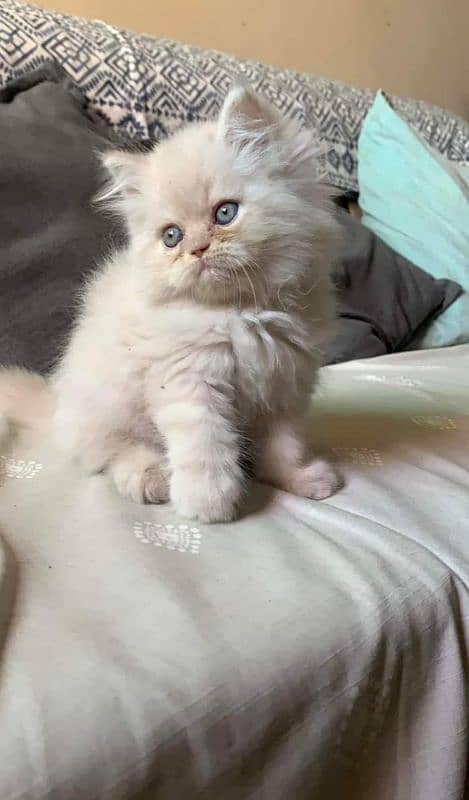 Pure Persian punch face kittens or cats available for sale or adoption 3