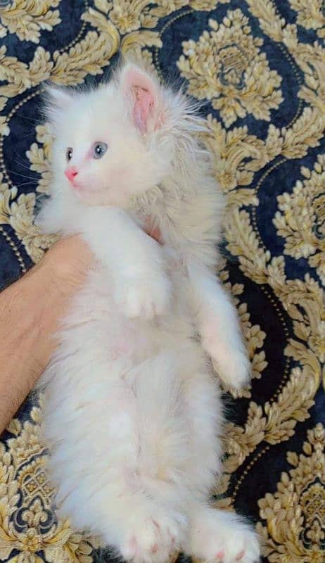 Pure Persian punch face kittens or cats available for sale or adoption 4