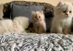 Pure Persian punch face kittens or cats available for sale or adoption