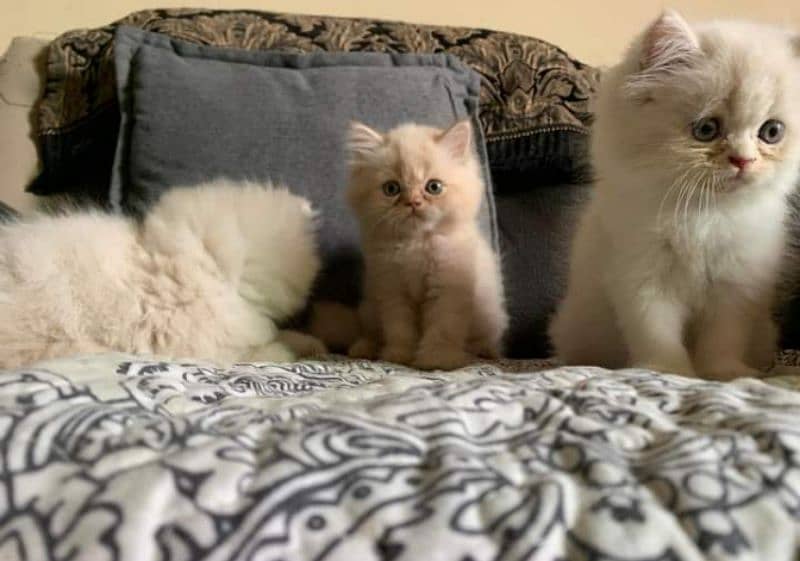 Pure Persian punch face kittens or cats available for sale or adoption 6