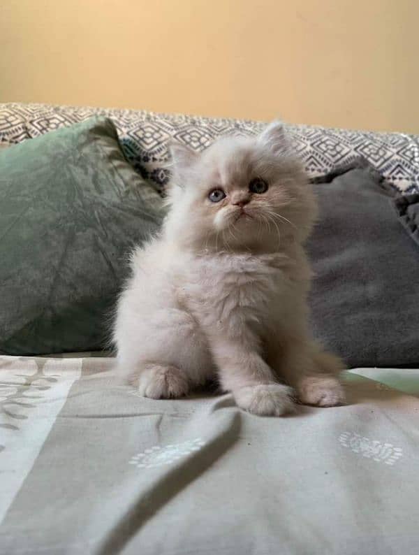 Pure Persian punch face kittens or cats available for sale or adoption 7